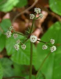 Attēlu rezultāti vaicājumam “Sanicula europaea”