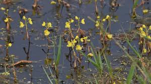 Image result for Utricularia