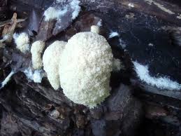 Attēlu rezultāti vaicājumam “Fuligo candida”