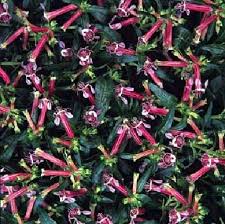 Image result for Cuphea ignea