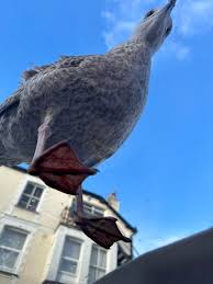 Image result for Craig-Y-Don Bowling Club