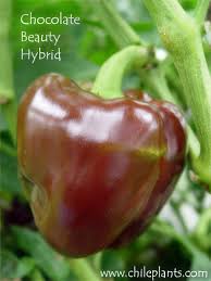 Afbeeldingsresultaat voor chocolate beauty sweet pepper