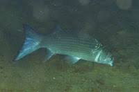 Image result for Crenimugil seheli