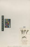 Attēlu rezultāti vaicājumam “Fissidens adianthoides sporophyte”