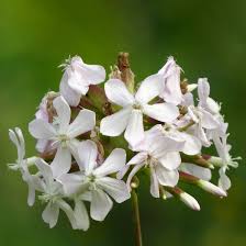 Attēlu rezultāti vaicājumam “Saponaria officinalis flower”