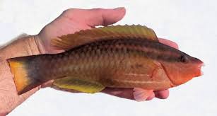 Image result for Scarus taeniopterus