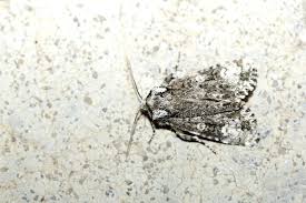 Attēlu rezultāti vaicājumam “Craniophora ligustri imago”