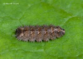 Attēlu rezultāti vaicājumam “Dasysyrphus tricinctus”