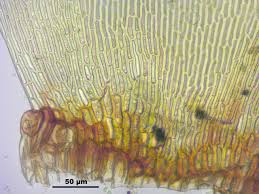 Attēlu rezultāti vaicājumam “Scorpidium cossonii”