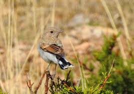 Image result for Oenanthe hispanica