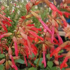 Image result for Astrantia majon `Abbey Road`