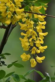 Image result for Laburnum anagyroides