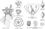<b>Molluginaceae</b> Hutchinson