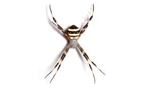 Image result for st andrews cross spider