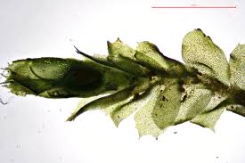 Attēlu rezultāti vaicājumam “Lophocolea minor”