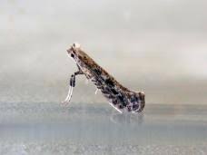 Attēlu rezultāti vaicājumam “Parornix anglicella”