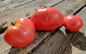 Afbeeldingsresultaat voor anna russian tomato