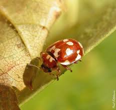 Attēlu rezultāti vaicājumam “Myrrha octodecimguttata”