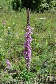 Image result for Lythrum salicaria