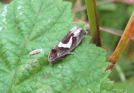 Attēlu rezultāti vaicājumam “Epiblema foenella”