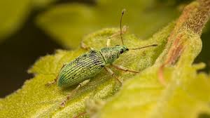 Attēlu rezultāti vaicājumam “Polydrusus mollis”