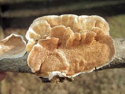 Attēlu rezultāti vaicājumam “Steccherinum ochraceum”