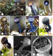 Attēlu rezultāti vaicājumam “Badhamia nitens spores”