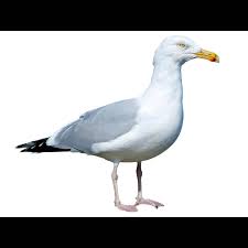 Attēlu rezultāti vaicājumam “Larus minutus adult”