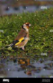 Attēlu rezultāti vaicājumam “Carduelis carduelis adult”
