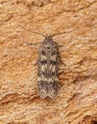 Attēlu rezultāti vaicājumam “Badhamia affinis var. microspora macro”