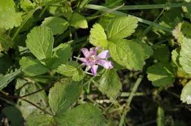 Attēlu rezultāti vaicājumam “Rubus arcticus flower”