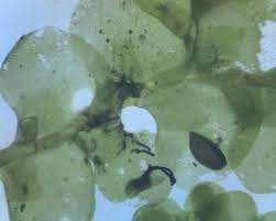 Attēlu rezultāti vaicājumam “Radula complanata sporophyte”