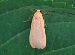 Attēlu rezultāti vaicājumam “Eilema depressa”