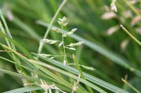 Attēlu rezultāti vaicājumam “Poa trivialis”