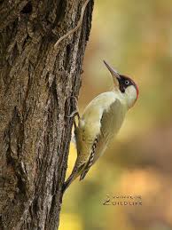 Attēlu rezultāti vaicājumam “Picus viridis”
