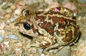 Attēlu rezultāti vaicājumam “Pelobates fuscus”