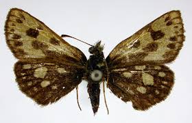 Attēlu rezultāti vaicājumam “Carterocephalus silvicolus”