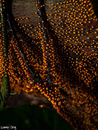 Attēlu rezultāti vaicājumam “Stemonitis pallida var. rubescens spores”