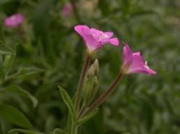 Attēlu rezultāti vaicājumam “Epilobium hirsutum flower”