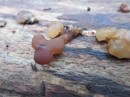 Attēlu rezultāti vaicājumam “Ascotremella faginea”