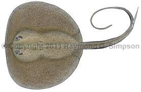 Image result for Styracura pacifica