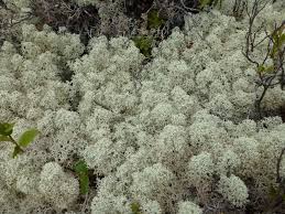 Attēlu rezultāti vaicājumam “Cladonia stellaris”