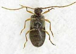 Attēlu rezultāti vaicājumam “Ptinus sp. male”