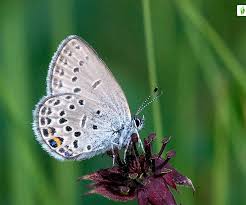 Attēlu rezultāti vaicājumam “Vacciniina optilete underside”