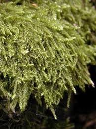 Attēlu rezultāti vaicājumam “Hypnum cupressiforme”