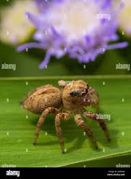 Attēlu rezultāti vaicājumam “Evarcha falcata male”