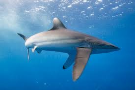 Image result for Carcharhinus falciformis