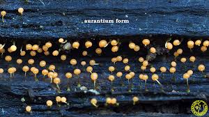 Attēlu rezultāti vaicājumam “Physarum viride var. aurantium”