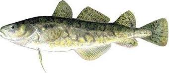 Image result for Microgadus tomcod