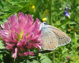 Attēlu rezultāti vaicājumam “Cyaniris semiargus underside”